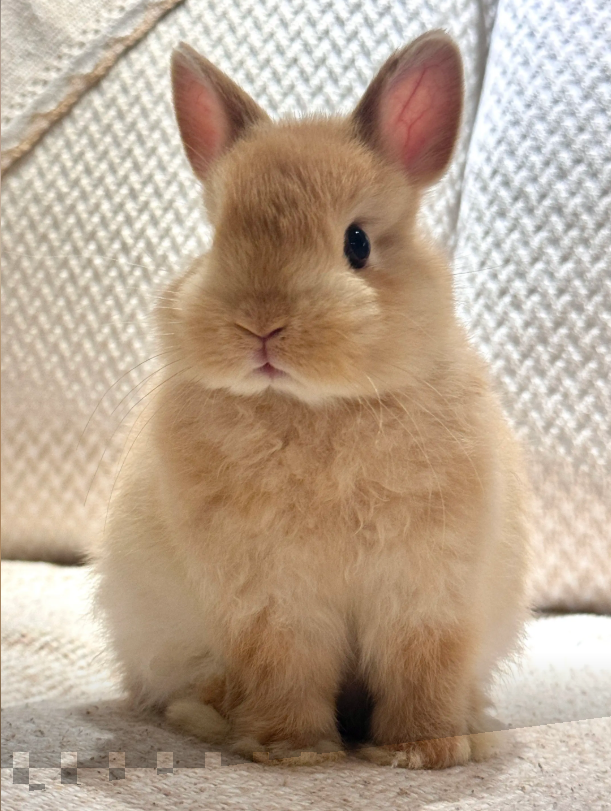 Source photo used for the Rabbit result