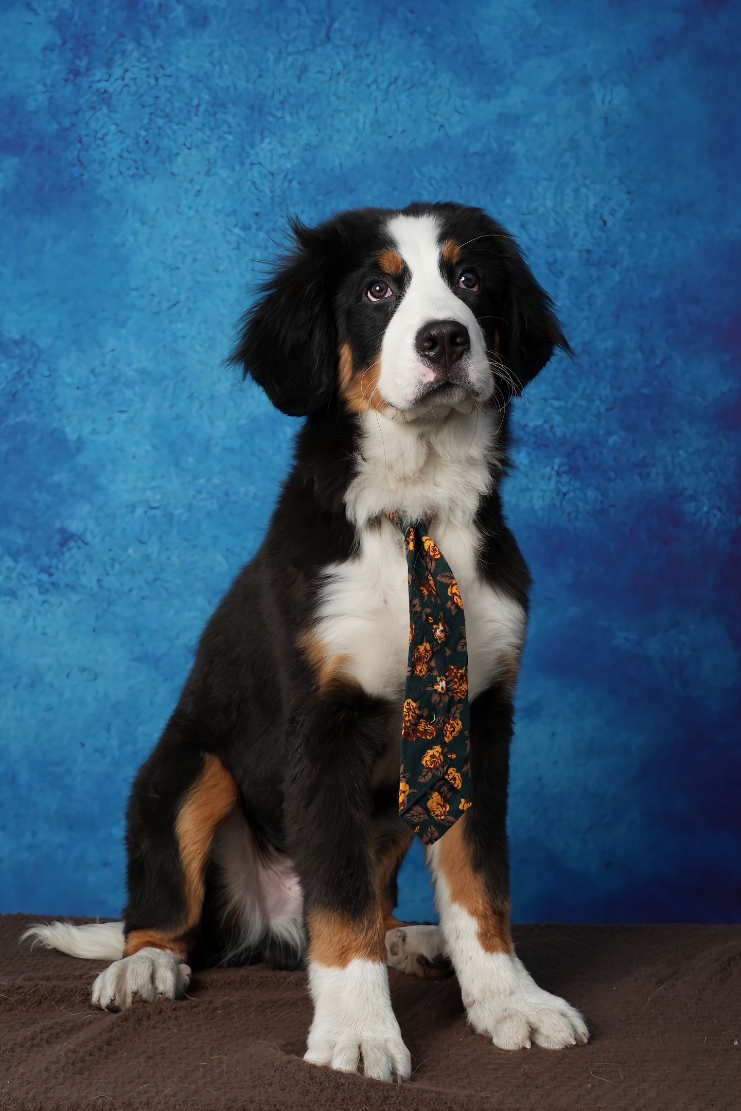 Source photo used for the Bernese result