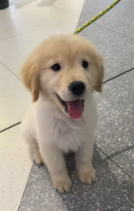 Source photo used for the Puppy result
